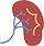 :Kidney: