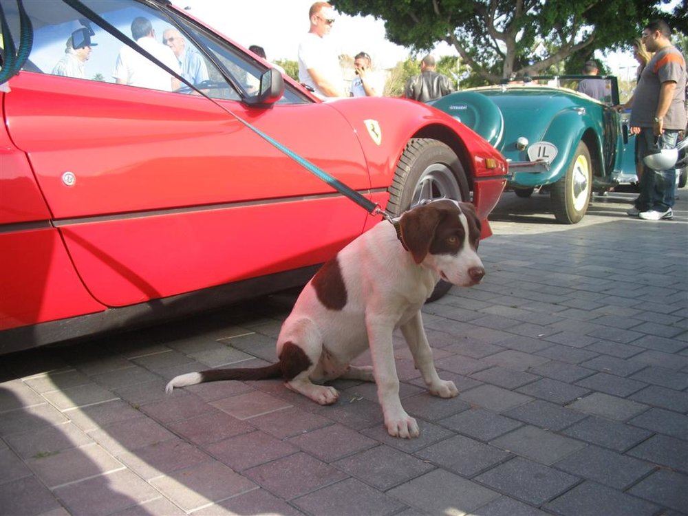 IMG_7525 (Large).jpg