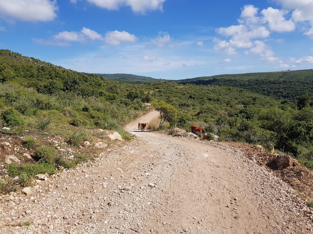 2019-05-10 15.58.31.jpg