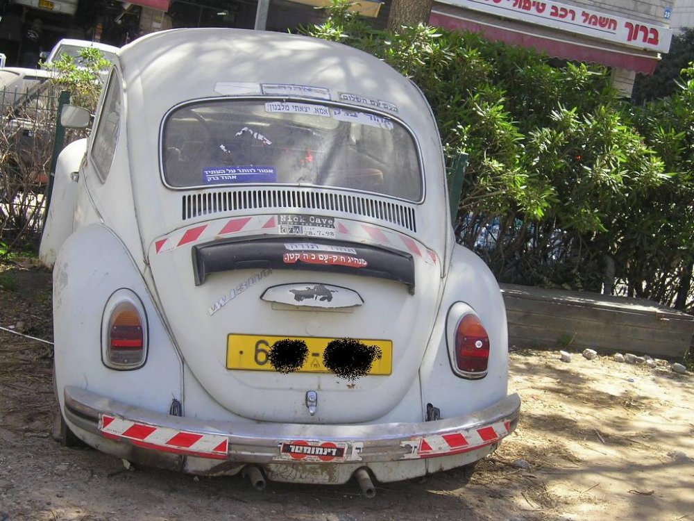 חיפושית מוזנחת.JPG