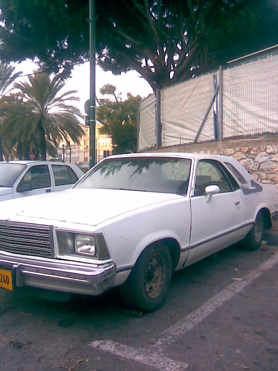 אלקמינו לבן.jpg