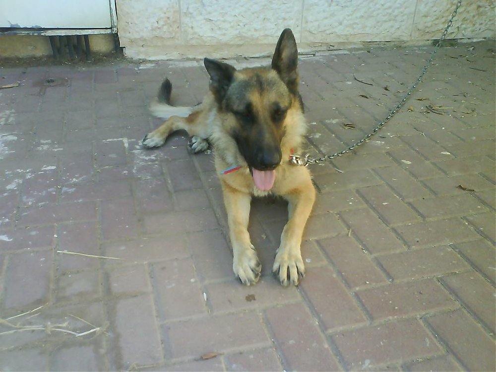 לאקי 2 - DSC01943.jpg
