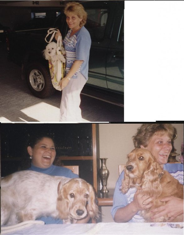 Perros 1.jpg