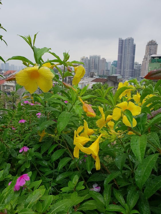 20180612_124246.jpg