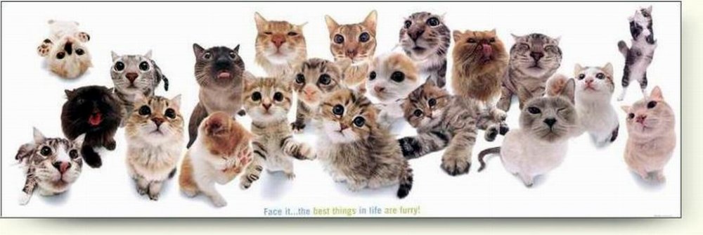 cat's.jpg