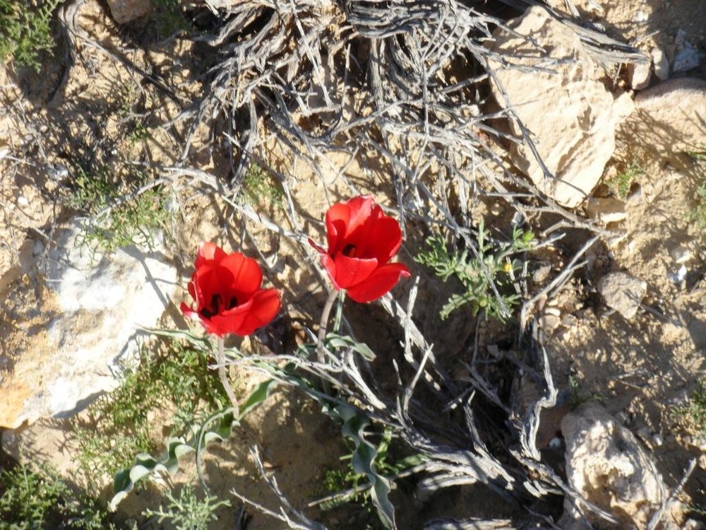 1 077.jpg