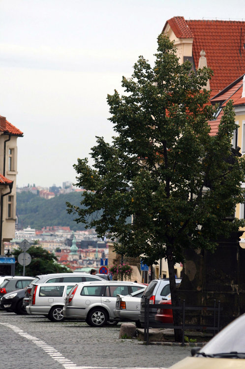 Prague 81-1.jpg