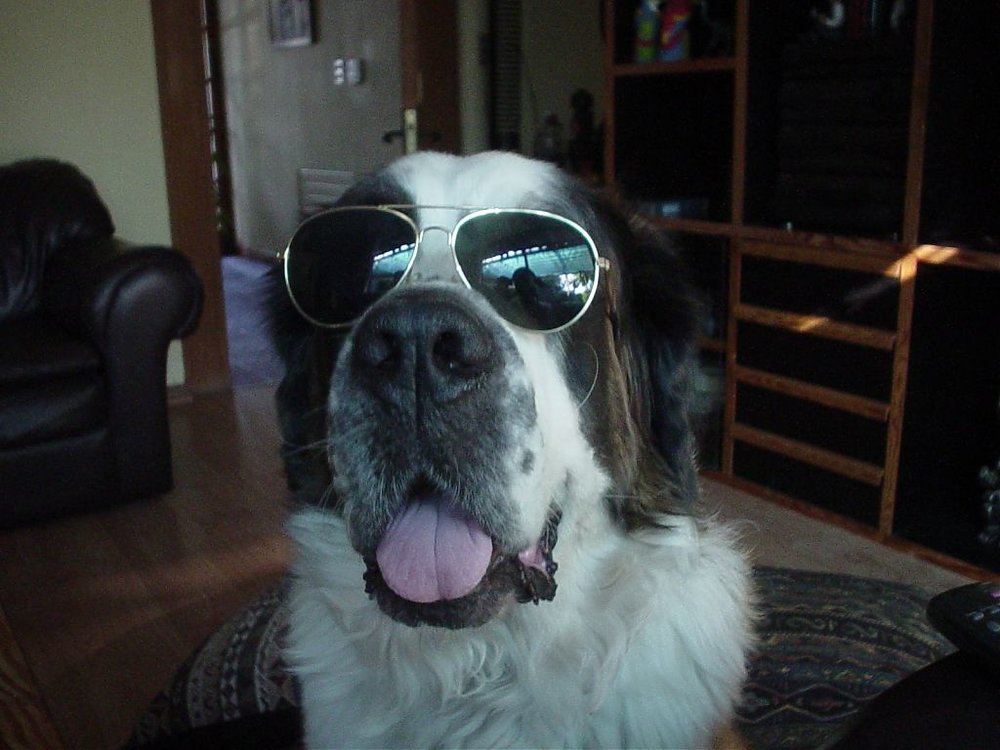 molly 1.jpg