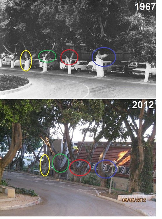 מכון ויצמן 1967 מול 2012.jpg