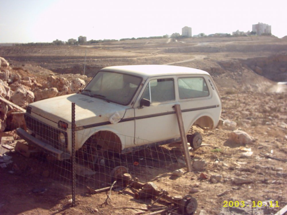 הניבה השנייה.JPG