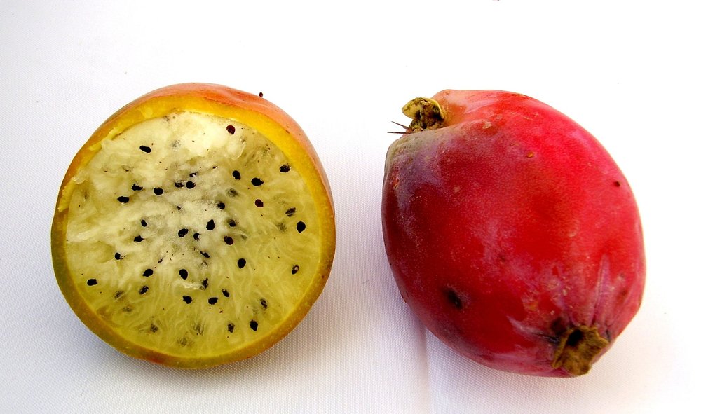 Cereus_peruvianus_fruit_RJP_01.jpg