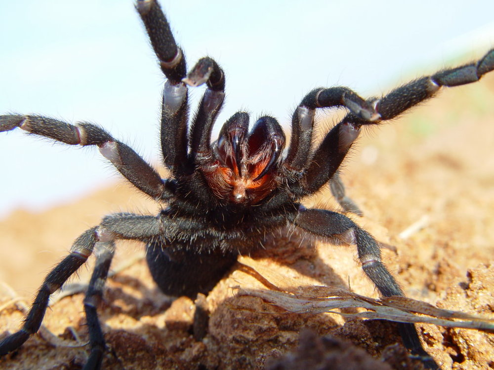 Chaetopelma_aegyptiaca.jpg
