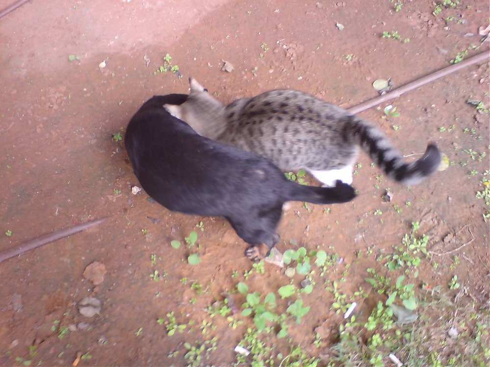 DSC00036.jpg