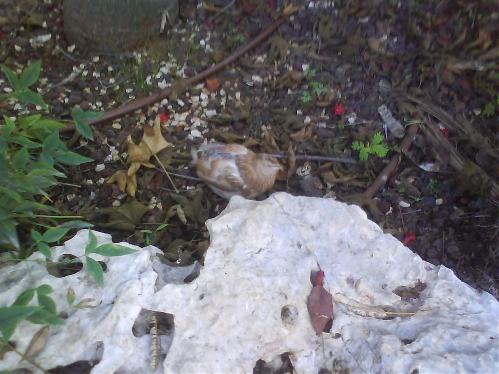 DSC00128.jpg