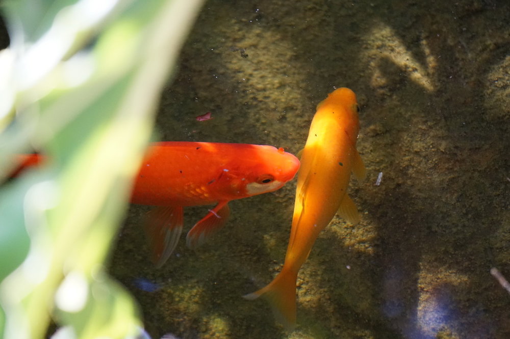 DSC00524_crop.JPG