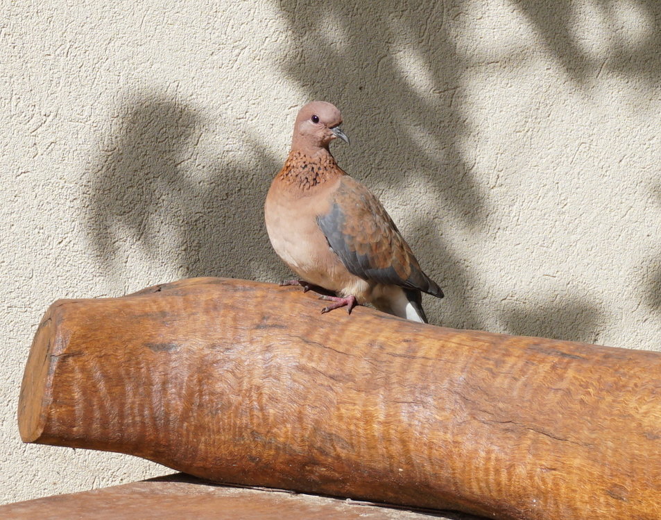 DSC01108crop.jpg