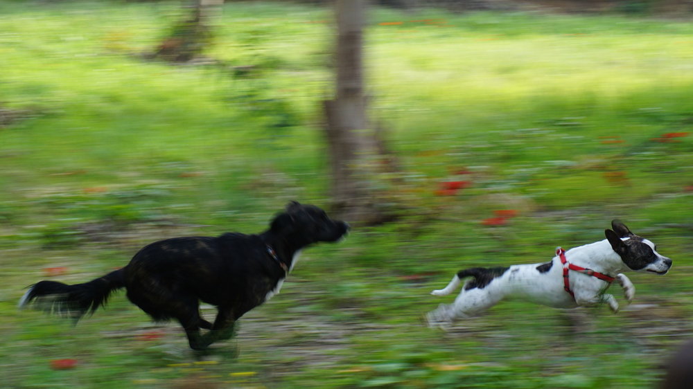 DSC01313crop.jpg