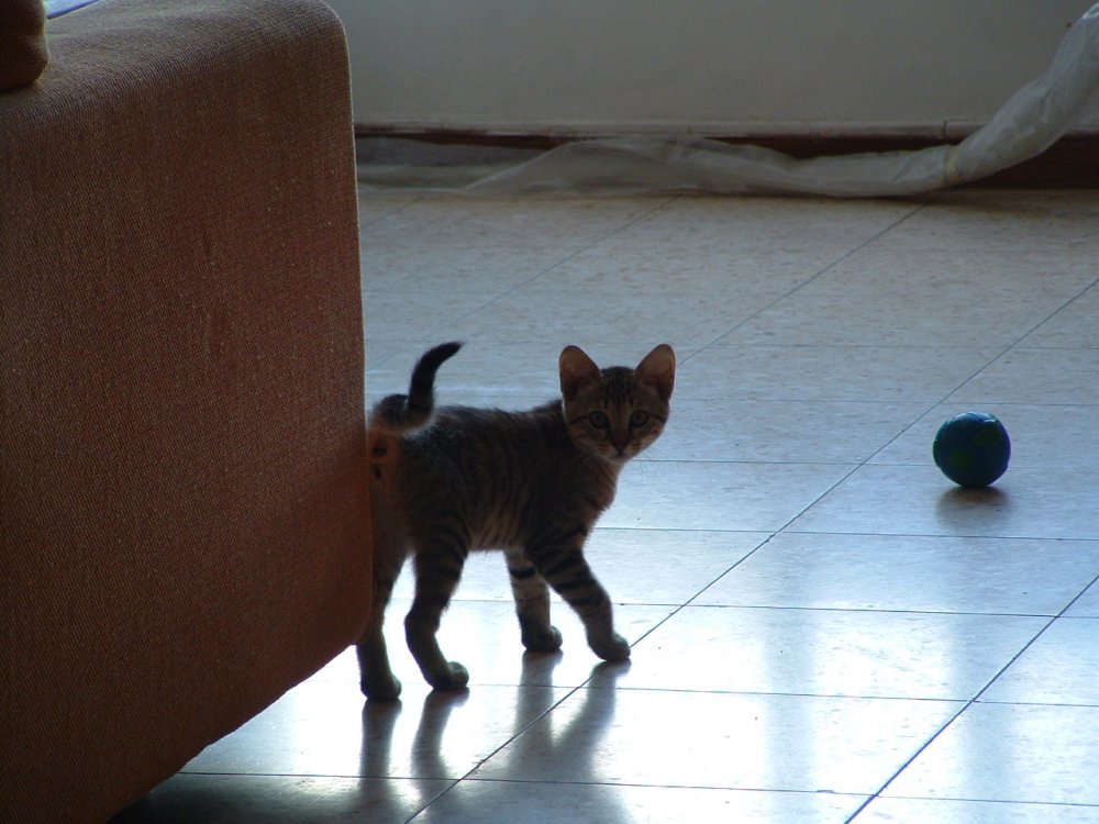 DSCF0003.JPG