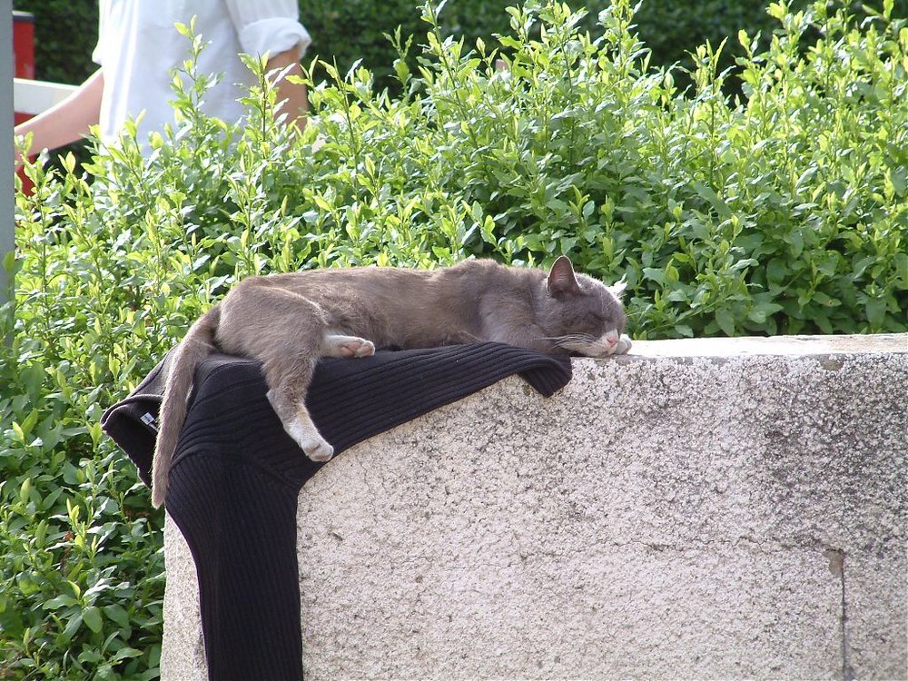 DSCF0193.jpg