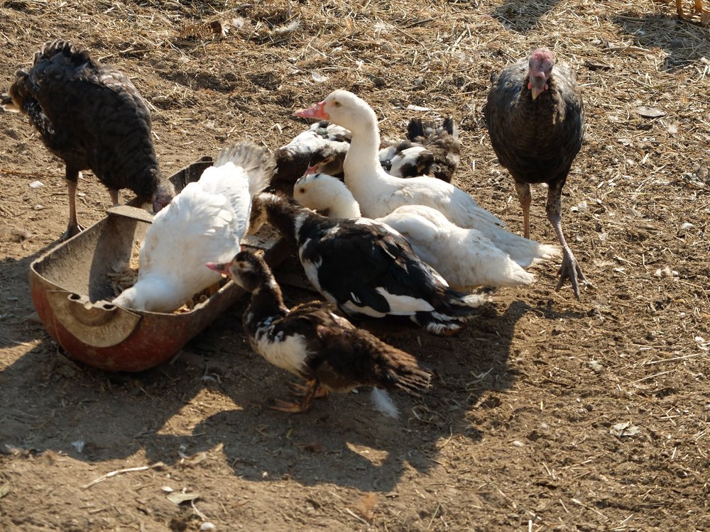 DSCF9285.JPG