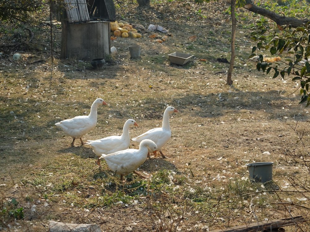 DSCF9362.jpg
