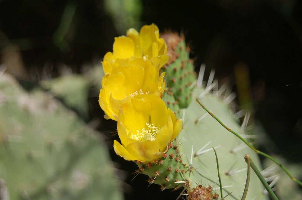 DSC_0245.JPG