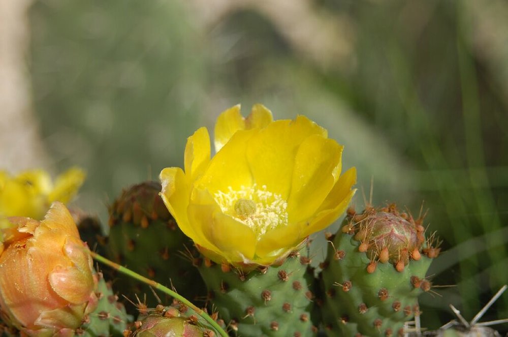 DSC_0247.JPG