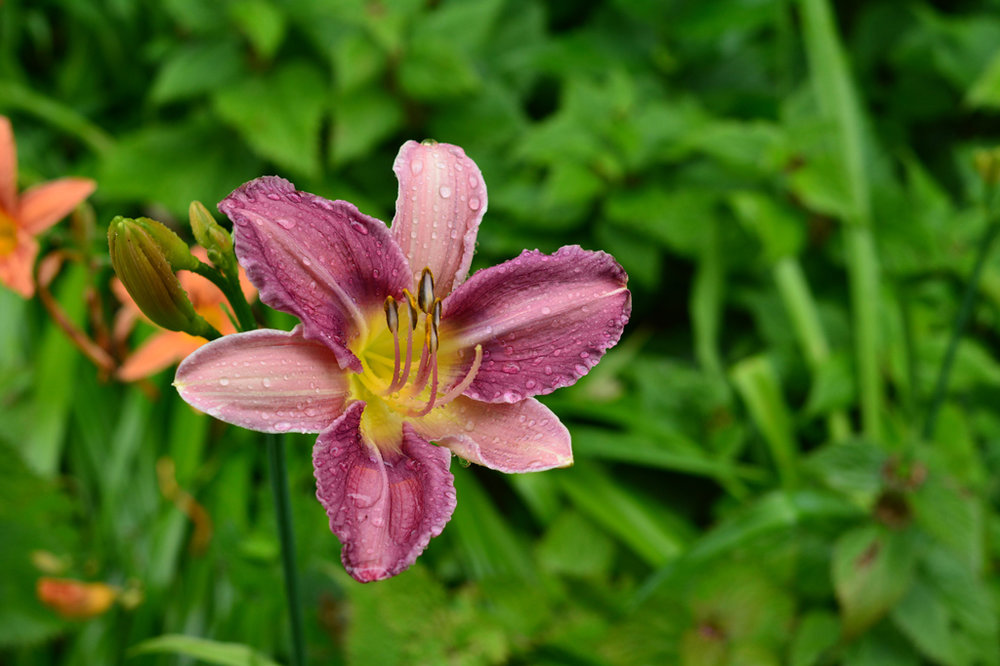 DSC_4389.JPG