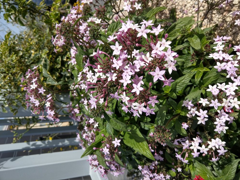 IMAG0232.jpg