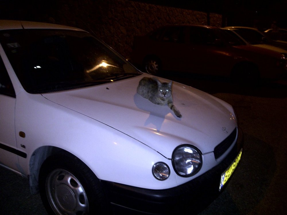 IMG-20111101-00101.jpg