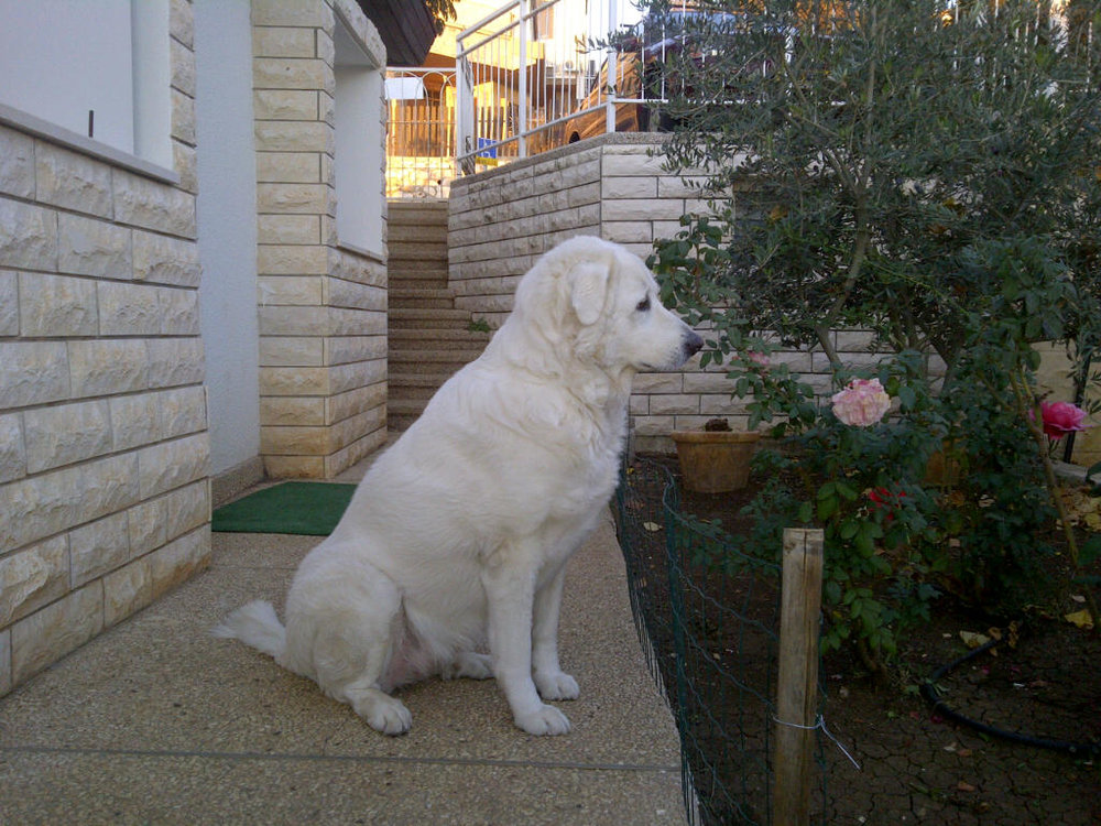 IMG-20111204-00176.jpg