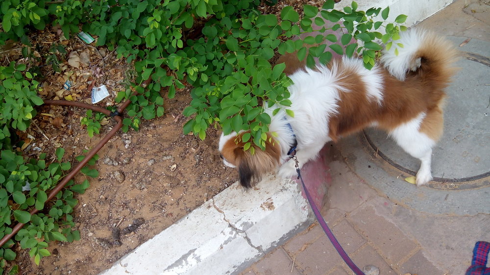 IMG_20140806_085620.jpg