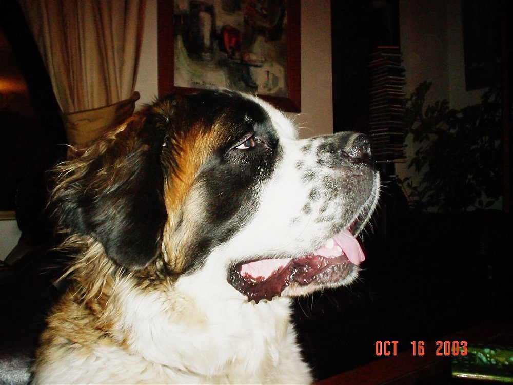 MOLLY.jpg