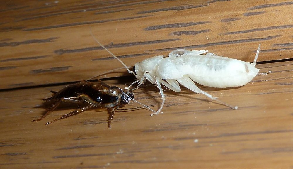 P1000543.jpg