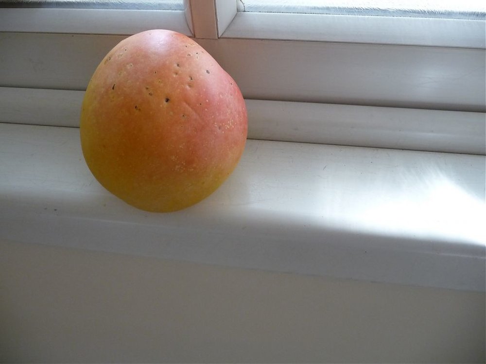 P1000886.jpg