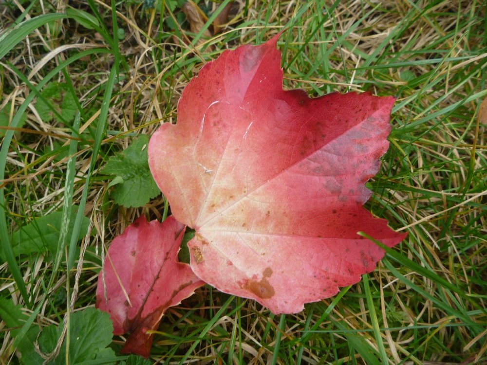 P1030331.jpg