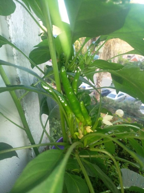 P80529-185113.jpeg