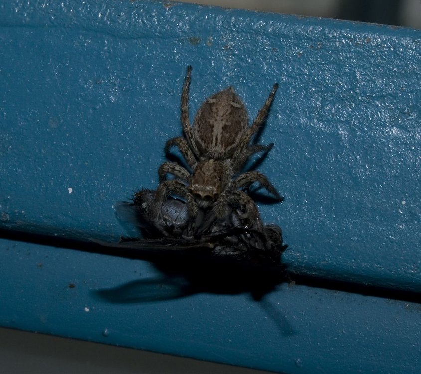 SPIDER_0008.jpg