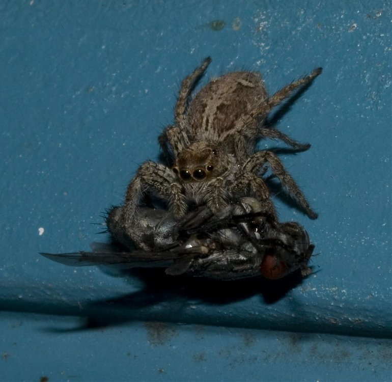 SPIDER_0009.jpg