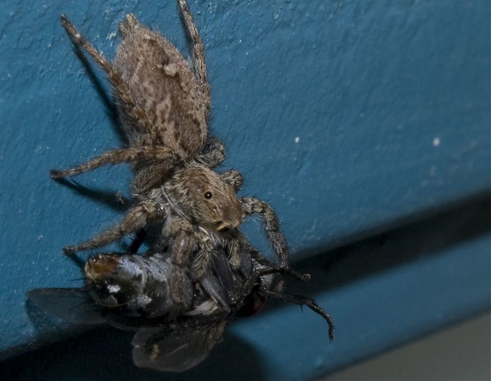 SPIDER_0013.jpg