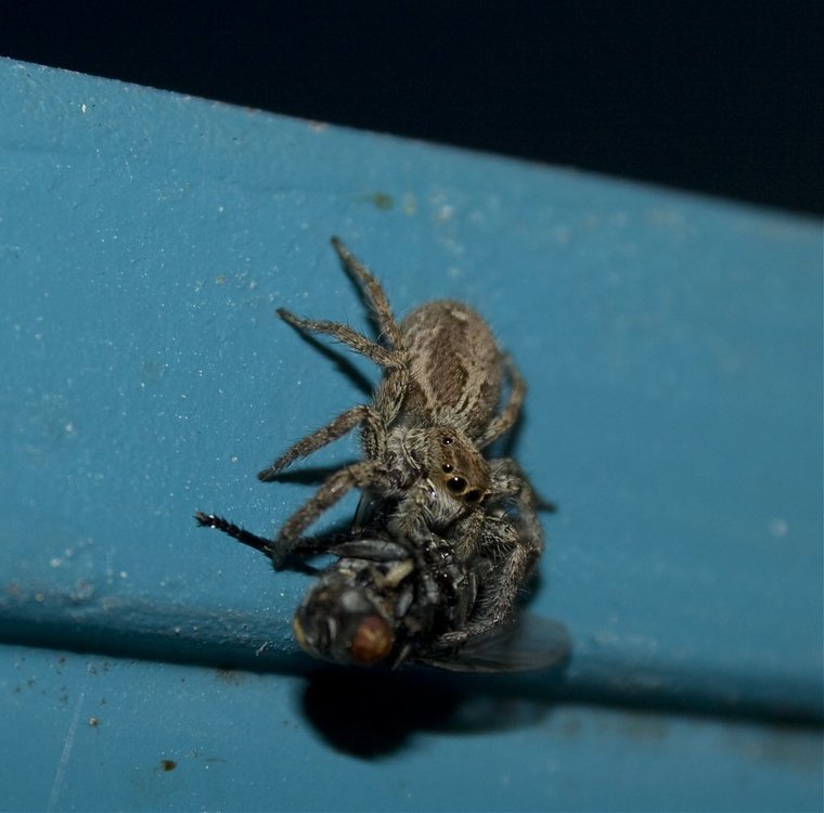 SPIDER_0025.jpg