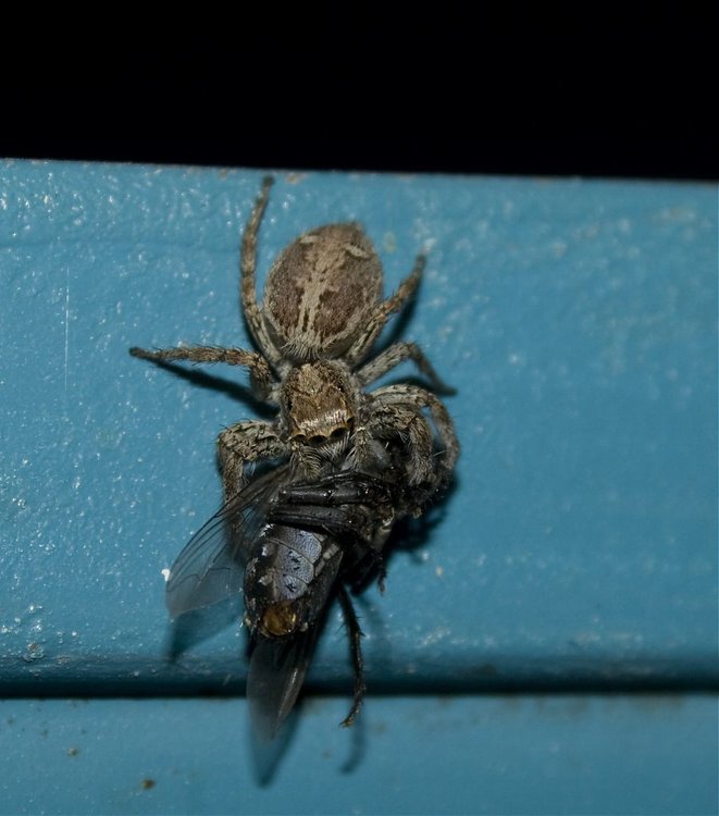 SPIDER_0031.jpg