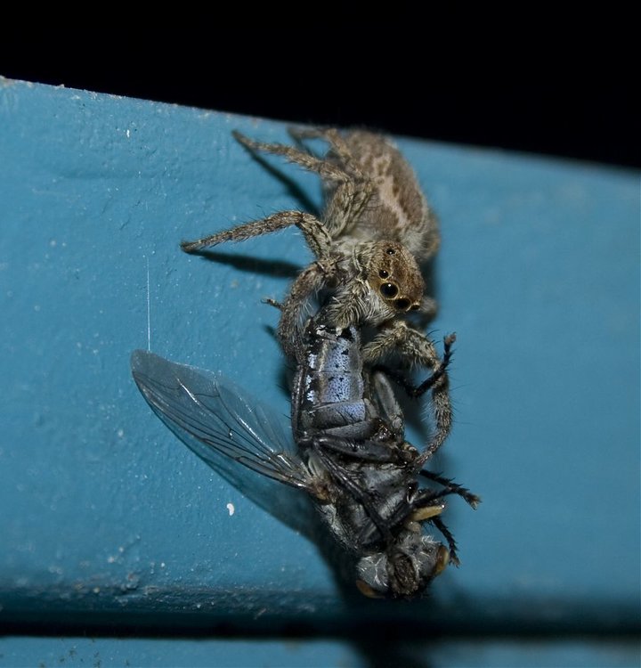 SPIDER_0035.jpg