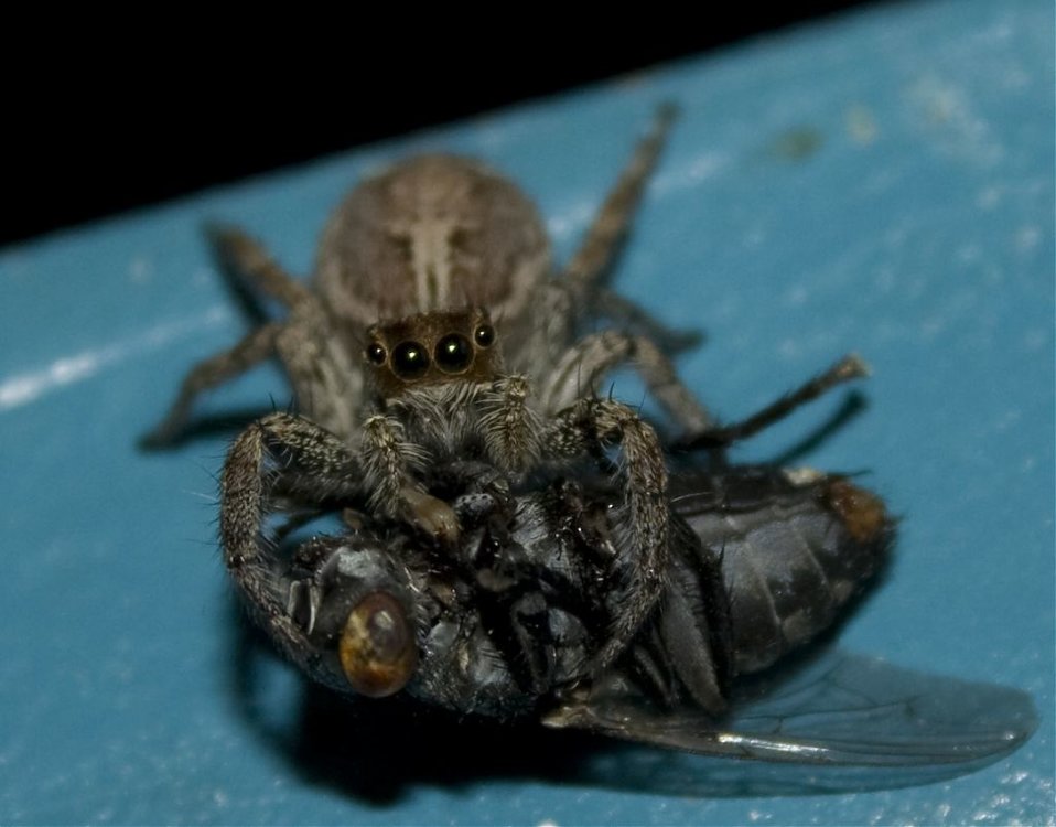 SPIDER_0039.jpg