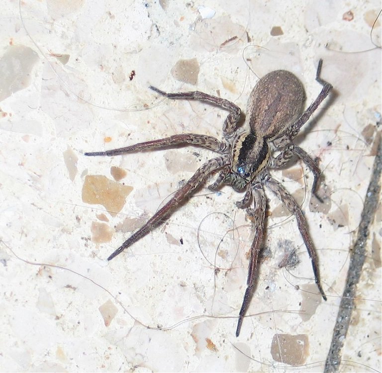 Spider2.jpg