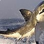 wild.shark