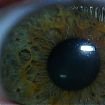 eyalcol