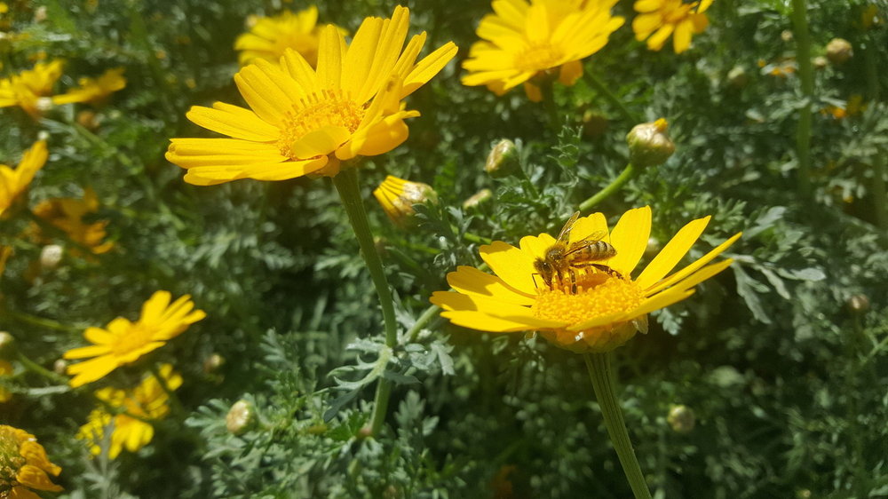 bee_small.jpg