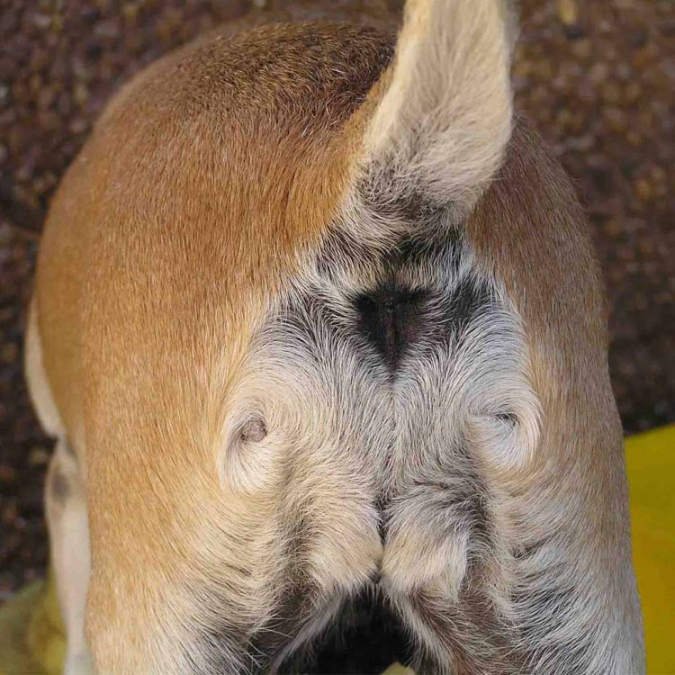 butt.jpg
