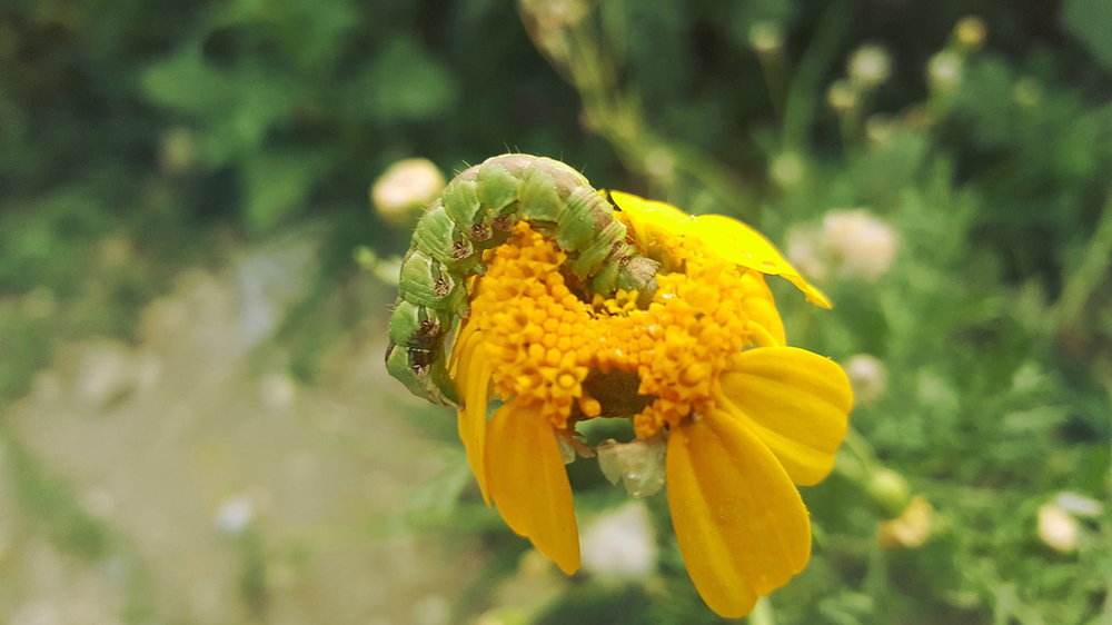 caterpillar_small.jpg
